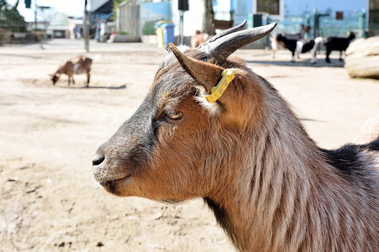 Tierpark in Gettorf 2017