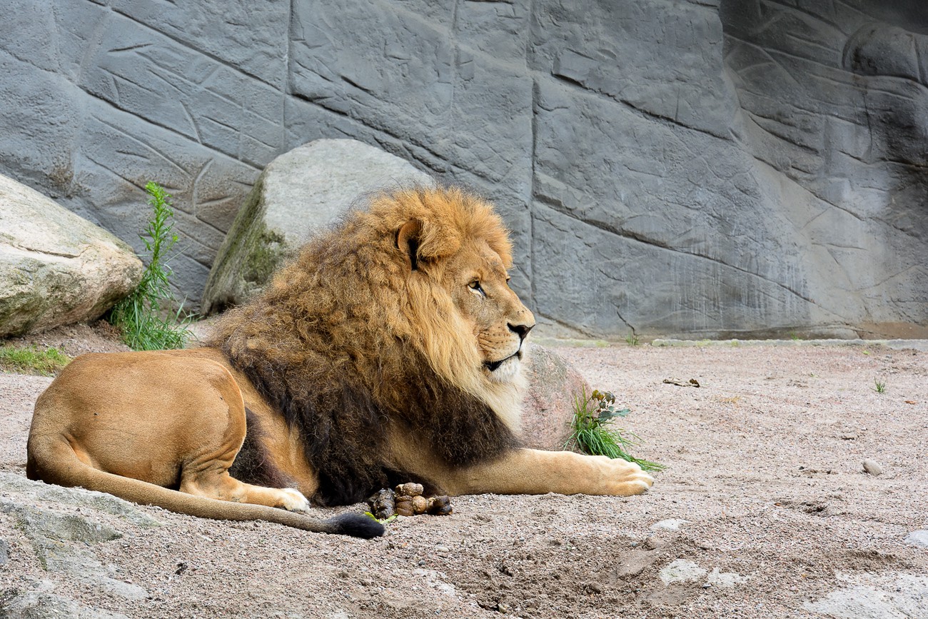 Tierpark Hagenbeck 2017