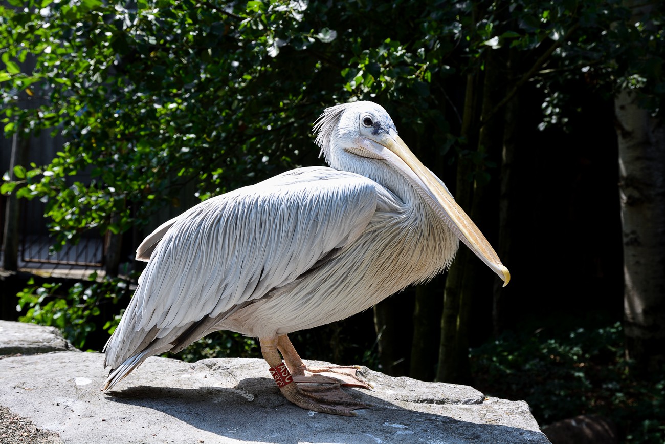 Zoo Odense (DK) 2018
