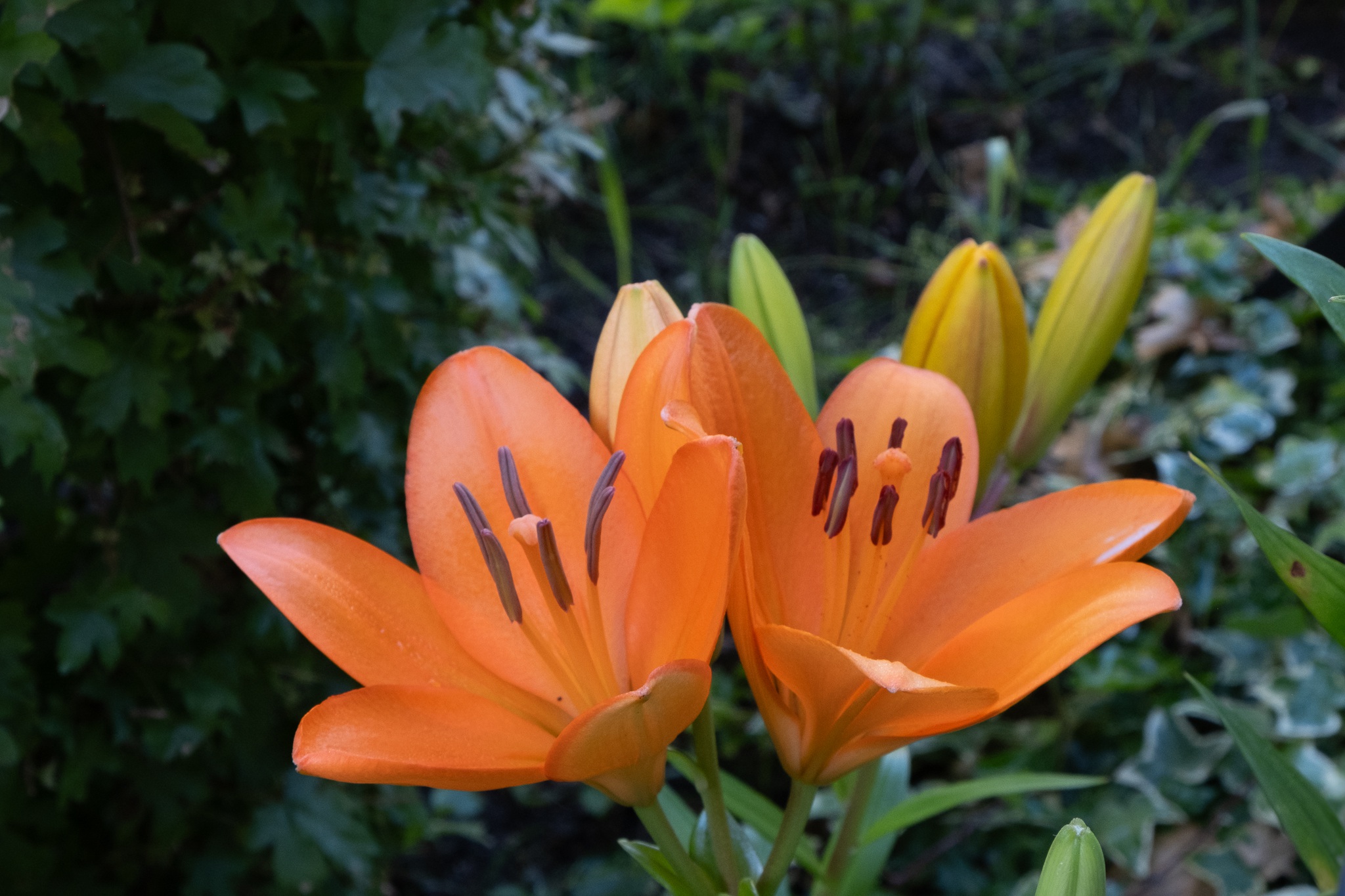 Blumen u. Pflanzen /8