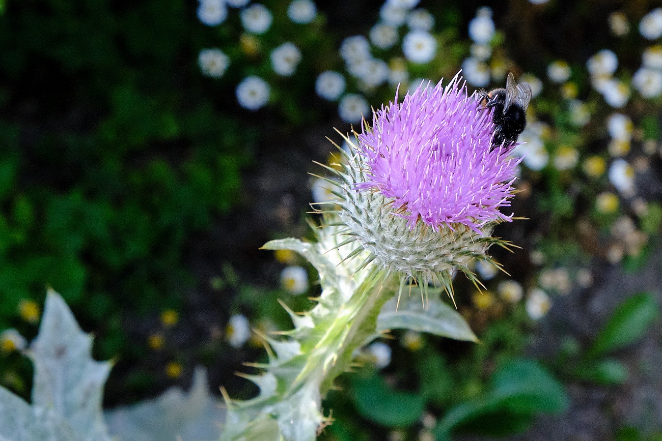 Gewöhnliche Eselsdistel