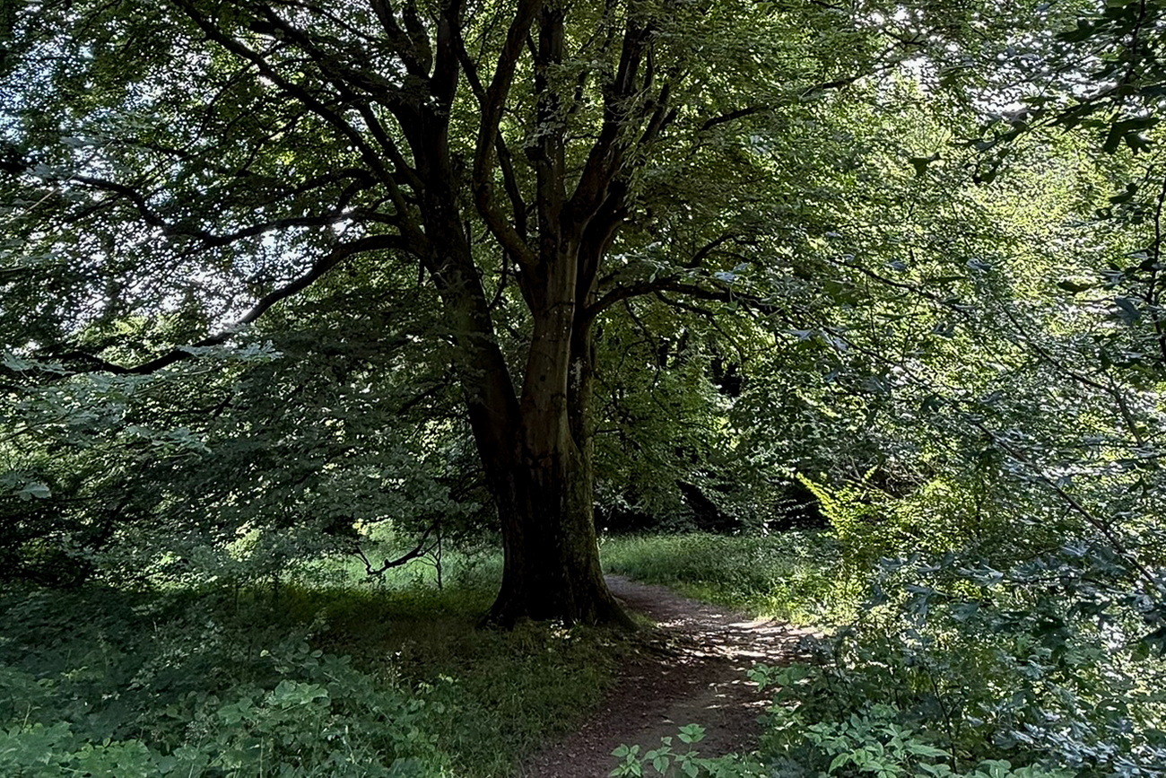 Twedter Feld in Flensburg/Mürwik